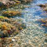 is algae oil sustainable
