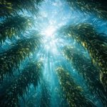 triglyceride-form vs ethyl ester omega-3