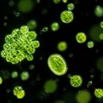 omega-3 index should you test yours
