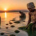 women harvesting algae