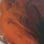 coastal red tide bloom