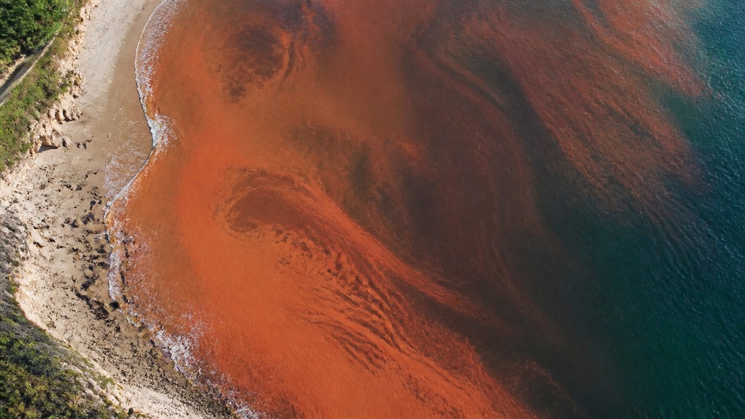 coastal red tide bloom