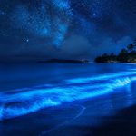 glowing blue algae night beach