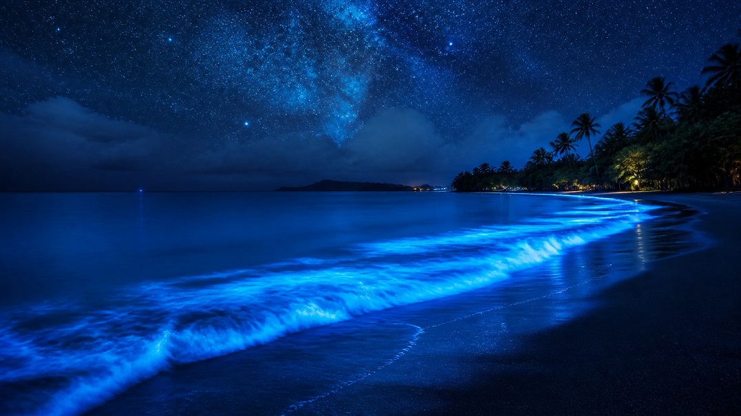 glowing blue algae night beach