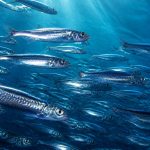 where do fish get their omega-3 from