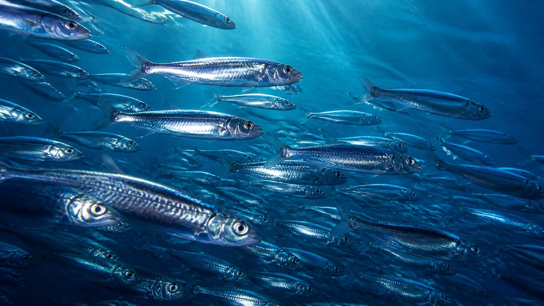 where do fish get their omega-3 from