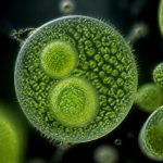 algae oil supplements cost