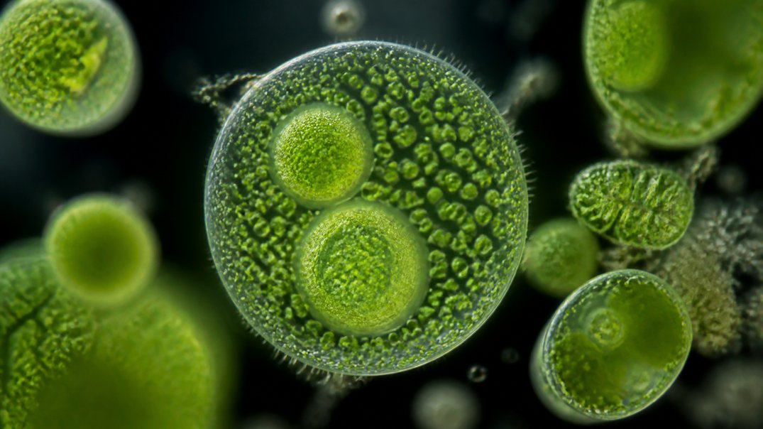 algae oil supplements cost