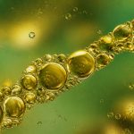 algae oil fish oil absorption rates