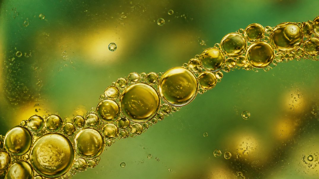 algae oil fish oil absorption rates