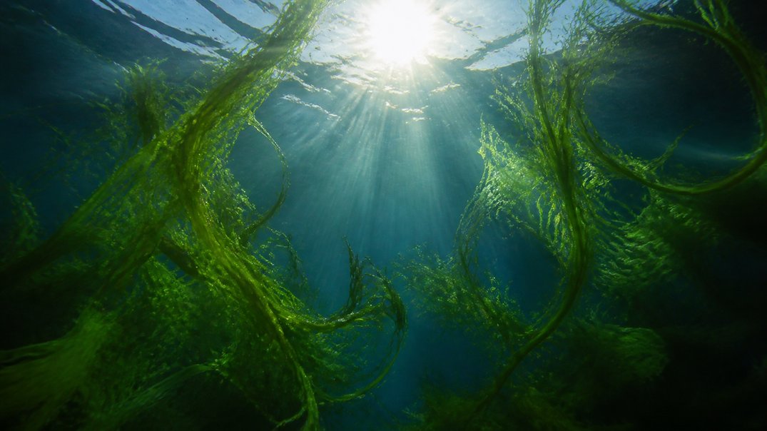 is algae oil safe prenatal omega-3 option