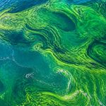 algae farming climate change
