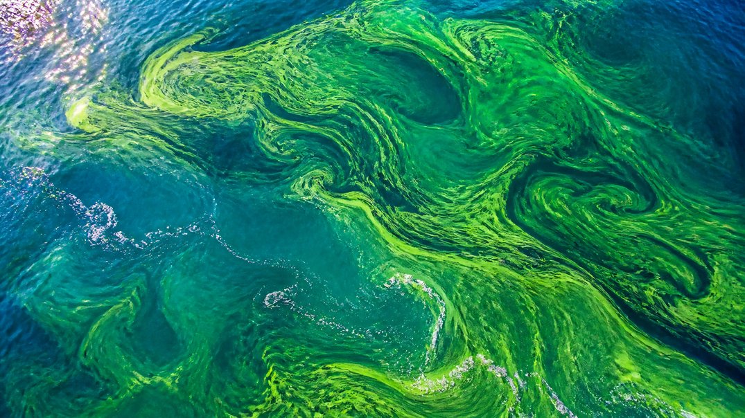 algae farming climate change