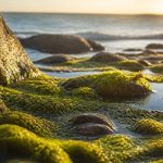 omega-3 and migraine prevention