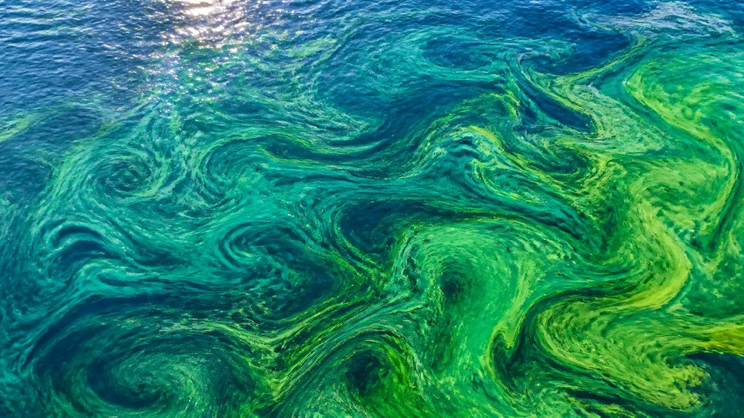 third-party testing algae oil