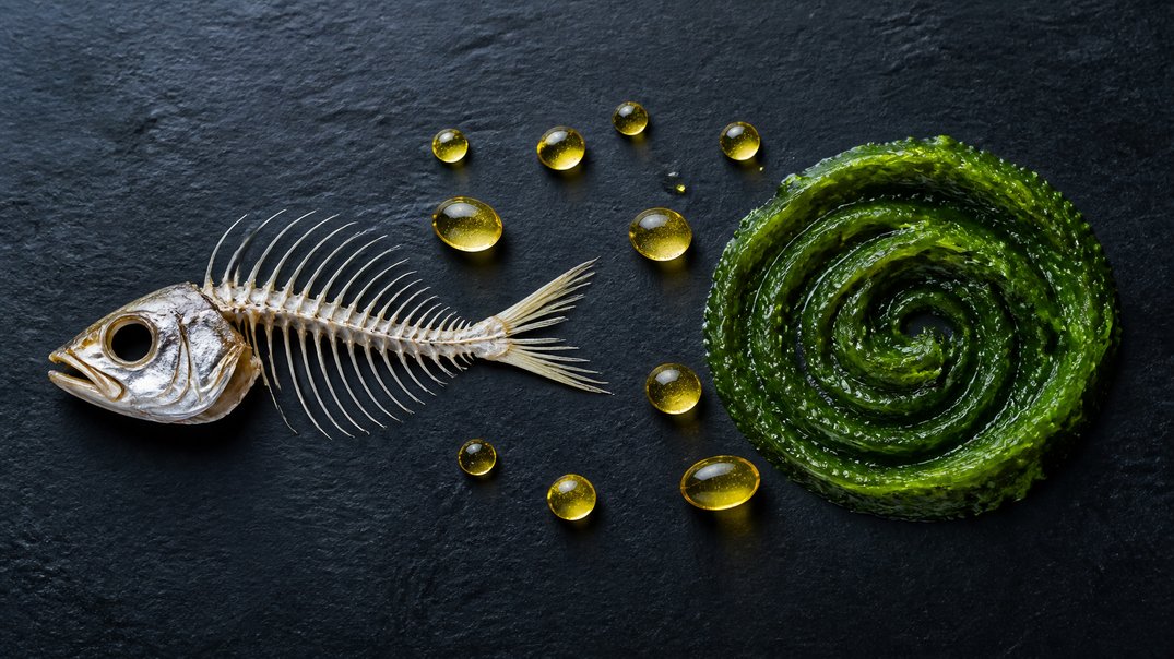 algae oil safe for people with shellfish or fish allergies